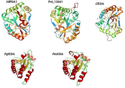 The molecular structure, biological roles, and inhibition of plant pathogenic fungal chitin deacetylases